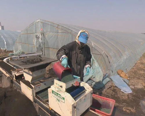 我市水稻工廠化育秧全面展開(kāi) 促進(jìn)稻谷生產(chǎn)提質(zhì)增效