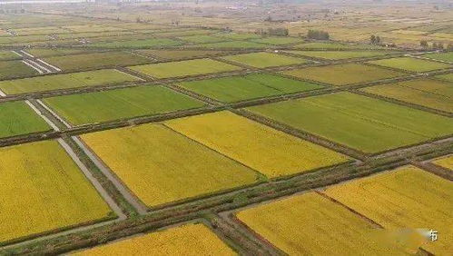 我縣順利通過全國綠色食品原料水稻標準化生產基地創建驗收