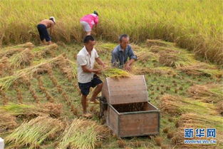 柬埔寨磅通省雨季稻谷產(chǎn)量喜人，農(nóng)業(yè)經(jīng)濟(jì)穩(wěn)步提升