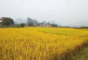 稻谷豐收節 七月盛典，共慶豐收