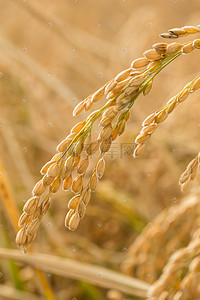 稻香入鏡 捕捉田野的詩意與豐饒