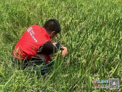 人保財(cái)險(xiǎn)金溪支公司積極開(kāi)展受災(zāi)水稻查勘，助力農(nóng)戶減災(zāi)復(fù)產(chǎn)