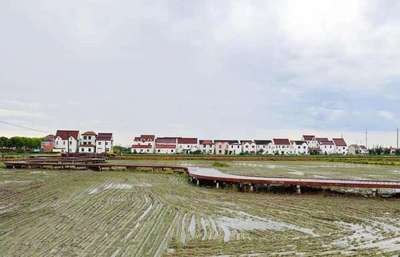 上海金山 “小米粒”鋪就鄉村振興新“稻”路