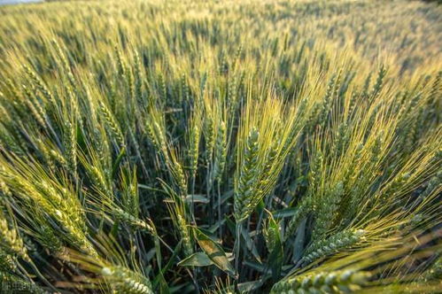 糧價格局生變 玉米跌勢趨緩，小麥加速上漲，稻谷行情能否迎來反彈？